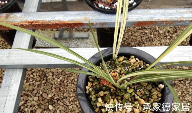 土壤|天气转凉,室内养兰花,该注意什么?盆栽谨记4点长势猛