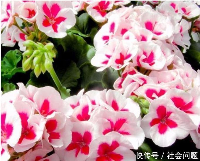 占地|吊起来养的“4种花”,好看好养不占地,一次开出200朵,美