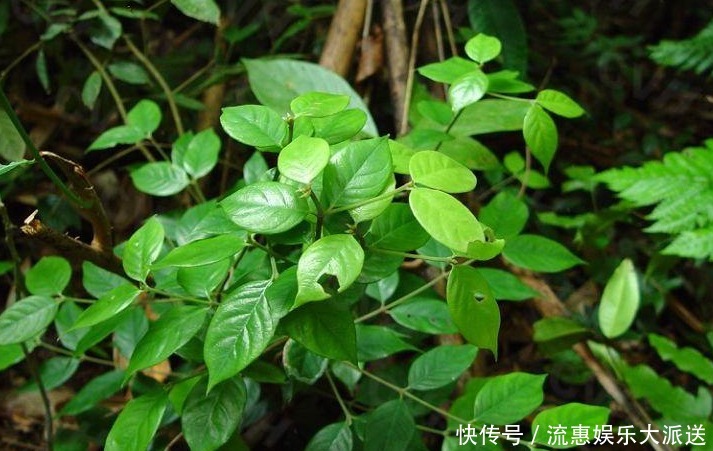 农村能治牙痛的树,嚼2片叶子就可以,农民却称它为“鸡屎树”