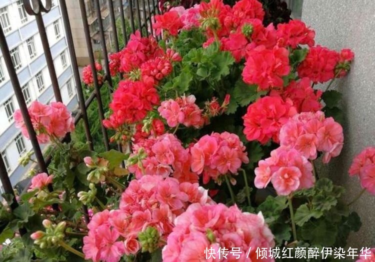 杜鹃花|4种便宜花,别小看,开花漂亮花期长,好养又漂亮