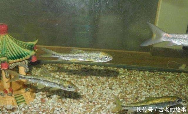 杂鱼|这种鱼三年才长10厘米,很容易误认是小杂鱼,现在要千元一斤
