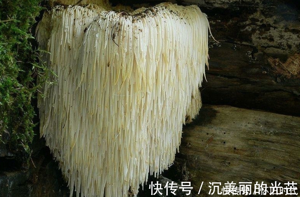 猴头|提个醒:林中遇见此物,随手采回家,对健康有好处,来了解下