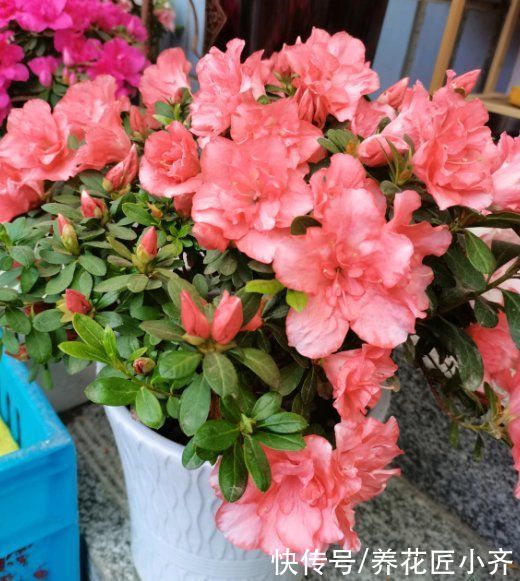 落叶|新手买花要“慎重”,这些花不适合你,买了也养不好