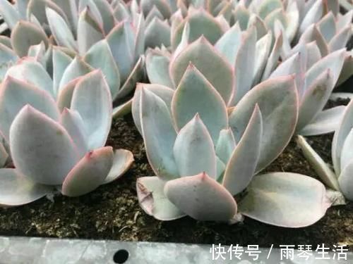 三仙|多肉中的“三仙”,颜值很高,扎根速度很快,桩子长到手臂粗