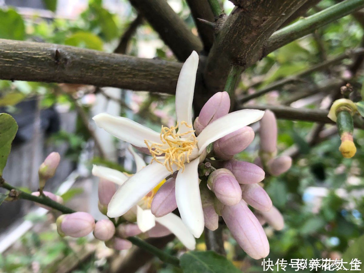 修剪|只需4步，柠檬树也能在家种，轻松制作“快乐柠檬水”