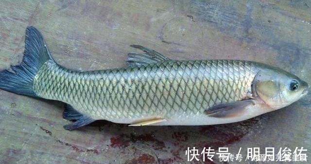 天冷后，宁可不吃猪肉，也要吃它，鲜嫩入味还补脑，比猪肉好吃