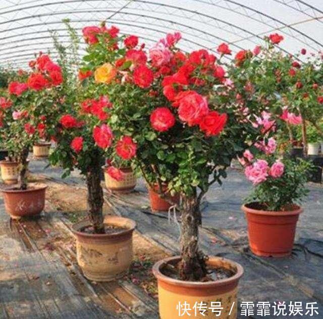 张大爷养月季,枝头开满“双色花”,花苞硕大,连续开2季