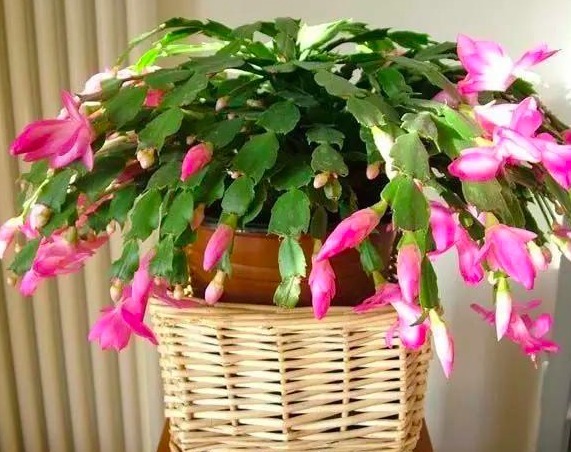 新手养蟹爪兰，别只会浇水，适当来点“它”，根壮叶绿红艳艳