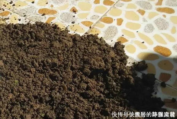 养花土,用一个塑料袋,轻松杀虫灭菌,花盆里一个虫子都没有
