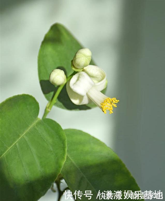 桂花树|4种树“自带体香”，家有小院养一棵，很好闻