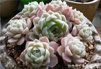 3种多肉植物,号称“爆崽小能手”,晒一晒上色美,容易群生爆崽