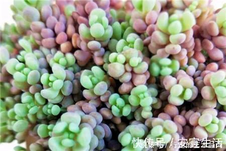 多肉十大美人,太阳一晒脸就红,胖成球的最好看!