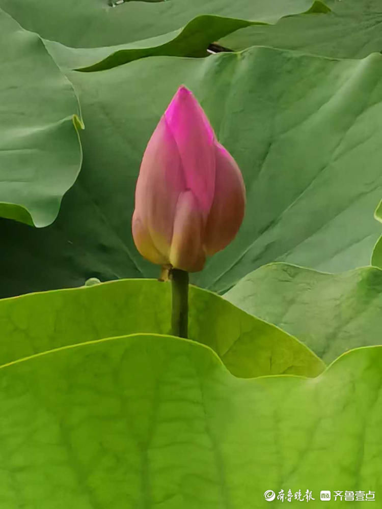 走去赏荷！济南大明湖荷花竞相开放，荷红莲碧美不胜收|花开齐鲁| 齐鲁晚报