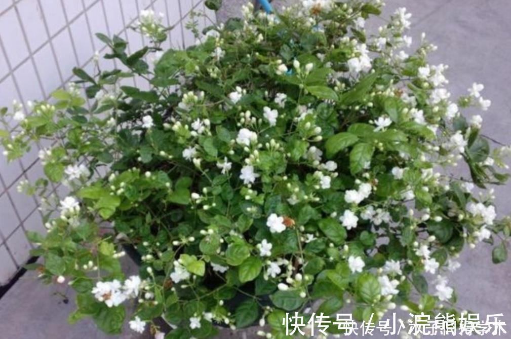 植株|茉莉花简单处理一下,开花一茬接一茬,整个夏天都有花看