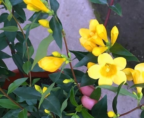 以前是公认的毒花,现在成了“网红花卉”,爱花人的阳台上常见到