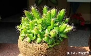 这3种“水果核”别扔,把它扔盆里,10天成盆栽,比花美10倍