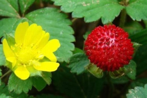 农村|农村的“野草莓”,老人说被蛇爬过不能吃,殊不知价值好珍贵