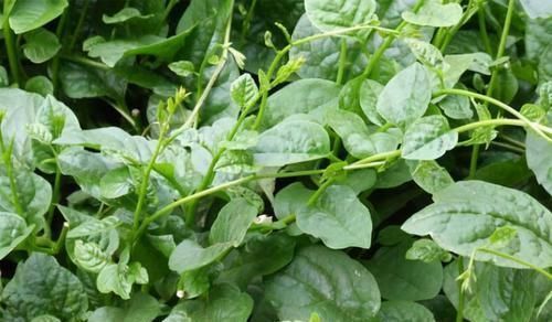 润肠|女性常吃此食物,再贵也不要省,可以清热解毒,润肠通便,显年轻