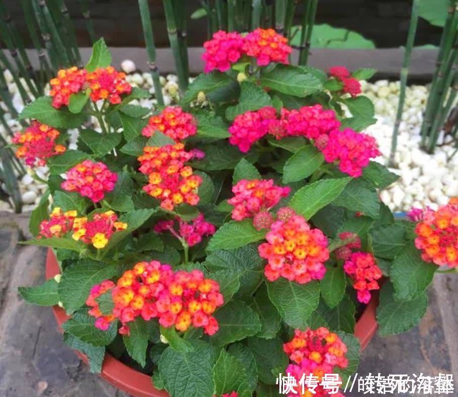 种花|不怕天气热的“6种花”,好管理易养护,个个是盆栽佳品