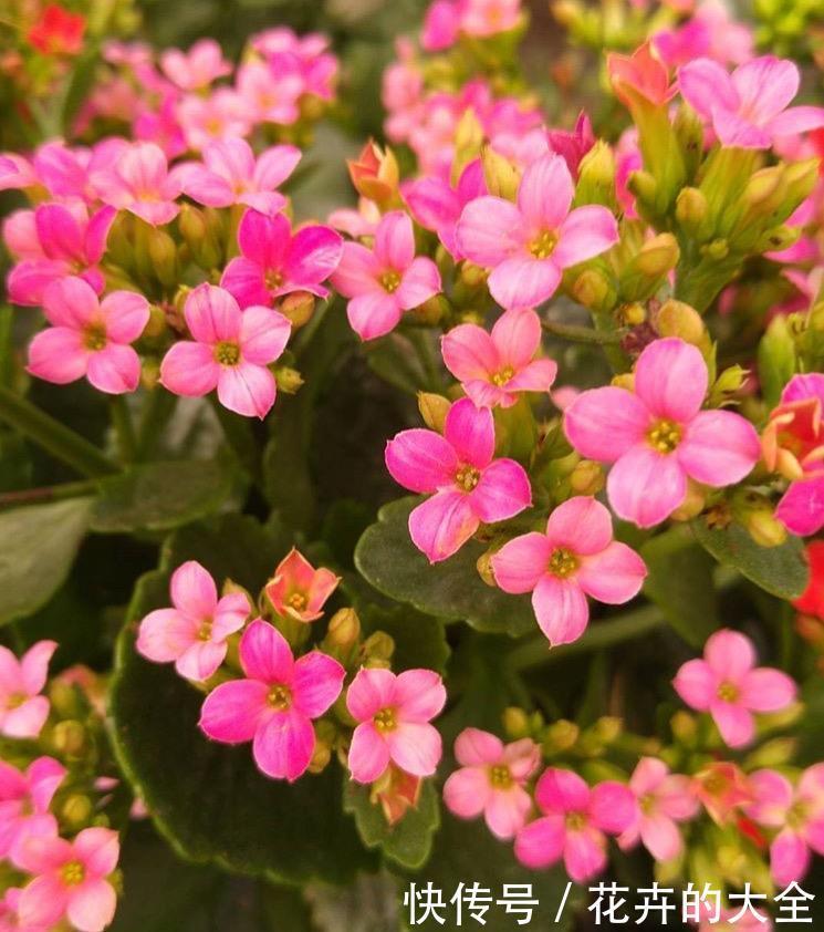 懂花的人，喜欢这5种盆栽，“花比叶子多”，轻松养到爆盆