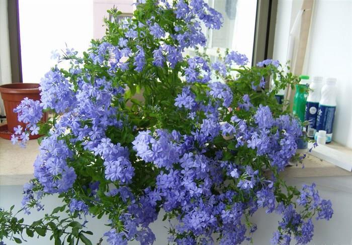 大太阳|夏天养花,就养“耐晒花”,越晒花越香,阳台变花海