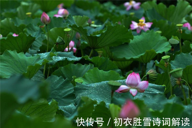 芙蓉塘|雷雨荷花两首，李商隐的忧郁惆怅，欧阳修的清丽动人，都是相思