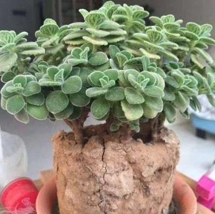 家家|养花土板结“戳不动”,“2种水”家家都有,七天浇1次,疏松肥沃