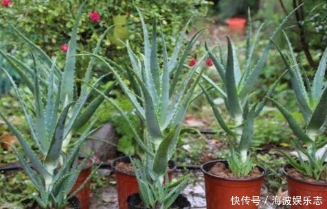 种花|“病毒”很烦2种花,家里养一盆,全家人都身体好,养100盆都不多