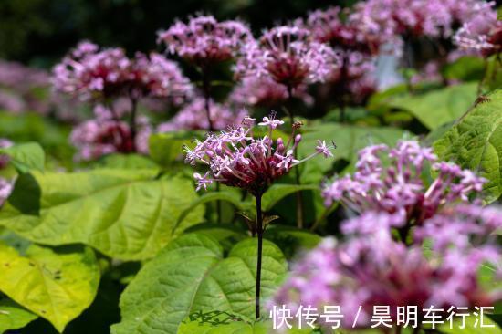 名字有点怪,看起来又很美,这种叫“臭牡丹”的花,你有见过吗?
