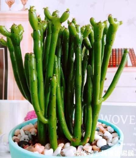 15种花有毒,家里有老人、小孩、孕妇或宠物的,要慎养