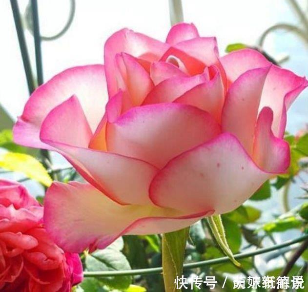 谁见了都喜欢的3种花,沾土就能活,开花就爆盆,不易生病好养护