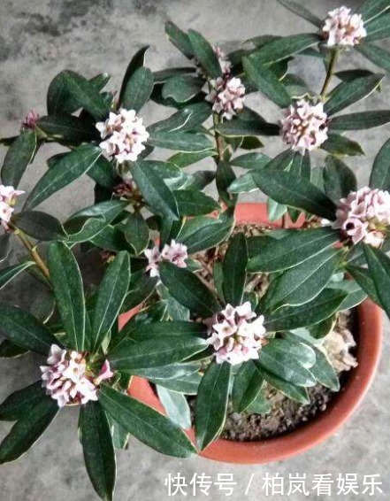 瑞香花|有1种花,比栀子花还要香,能净化房间异味,让人们生活更健康