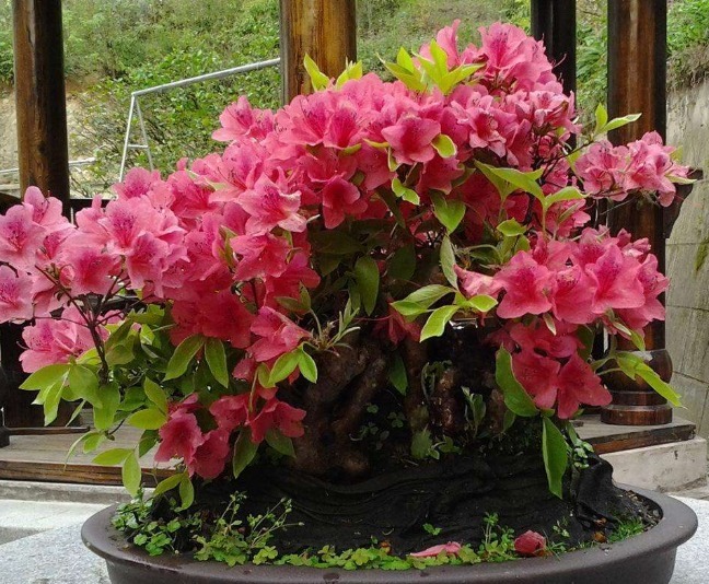 新手养杜鹃花，得掌握好“诀窍”，之后才能年年开花，叶片油旺