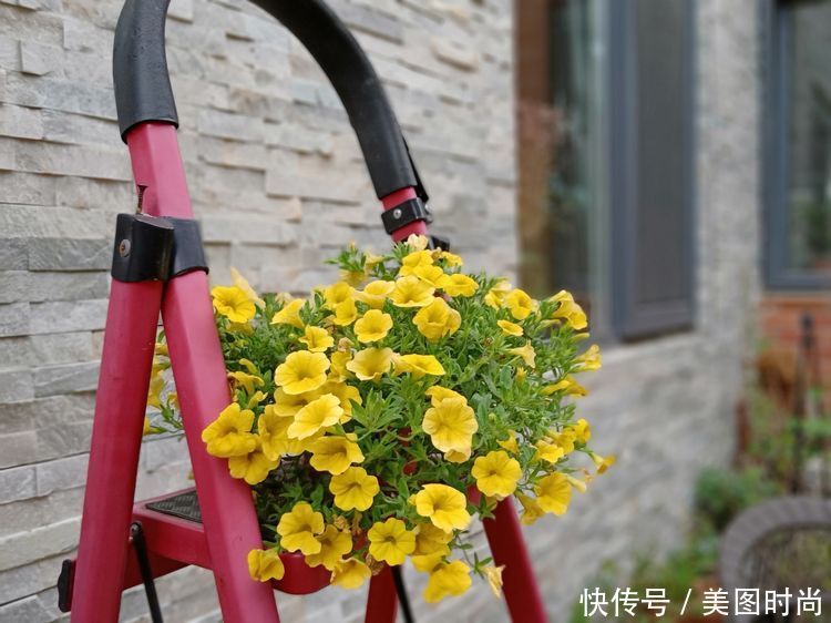 美好时光|花园改造：3年前买了栋带170㎡花园的房子，过上种花草的乡村生活