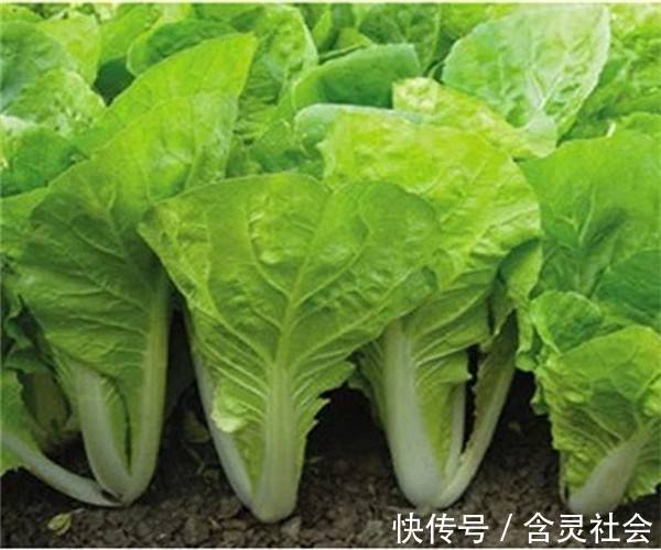 电磁场|入冬后,3种蔬菜别再买了,不然老人孩子遭殃,早知早受益