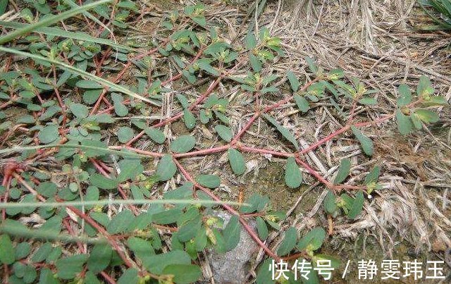 墙角|农村墙角一野草,又叫“血见愁”,是一味“止血神药”,你认识吗