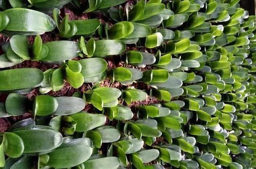 天暖以后,适合繁殖君子兰,学会3招,90天变成君子兰大户