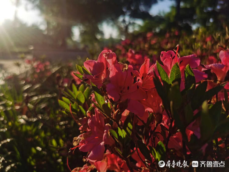 临沂这里遍地芬芳，快来与杜鹃花来一场“夏天之约”吧|花开齐鲁| 临沂