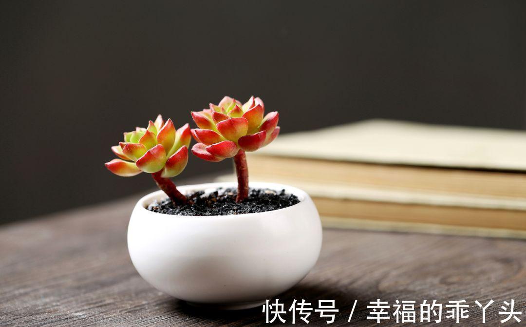 难怪刚入手的多肉会死,换盆时注意这4点,多肉一栽就活