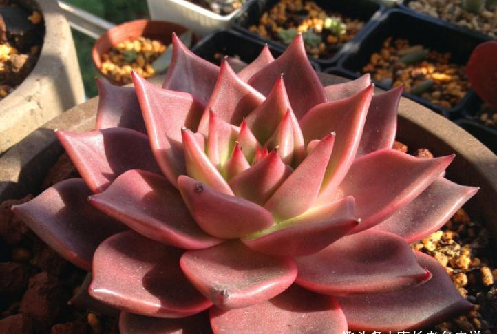 多肉黑王子和罗密欧，都是考验养功的品种，能养好说明你已是高手