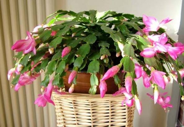 病因|蟹爪兰不开花,叶子还发蔫褶皱该怎么办摸清病因,轻松治愈