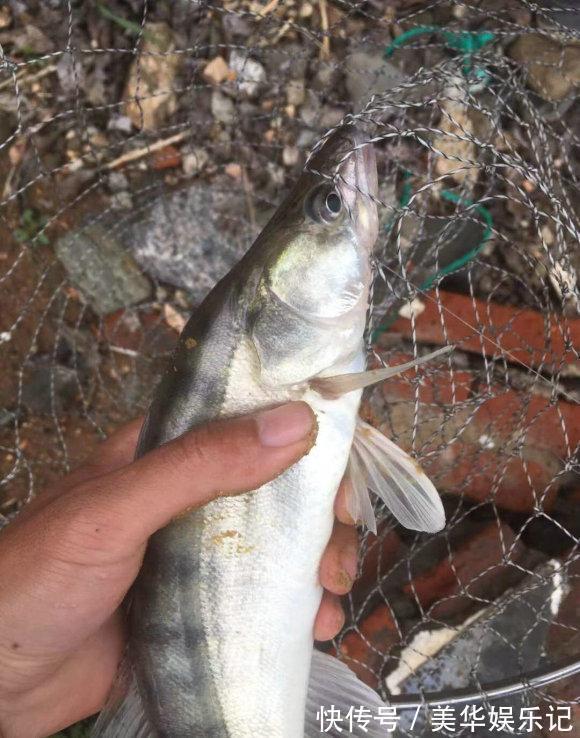 临沂|凶猛梭鲈鱼入侵山东多地,临沂钓鱼人:钓了几条,以为是鳜鱼
