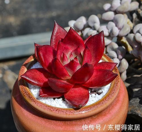 罗宾|新手不喜欢的多肉罗宾,老手都会养一盆,四季皆红安全度夏