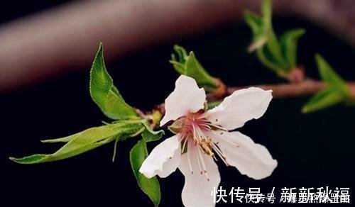 桃花|前生辜负东风意，不碍桃花发万支；十首七绝桃花诗，满满是相思