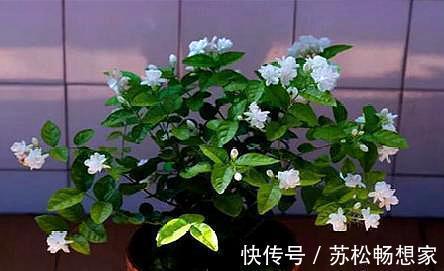 茉莉花叶片“畸形”不能忽视!消除3个“隐患”,花苞长满枝