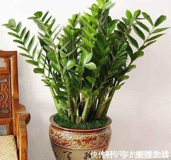 植物|越来越多人养此“2种树”，寓意好！以后别说家里不种树了！
