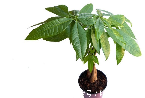 人养花,花养人,6种花越养越健康,养人又旺财