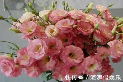 根腐病|张小姐养盆这个花,花开如玫瑰,好养如绿萝,邻居头回见,说好美