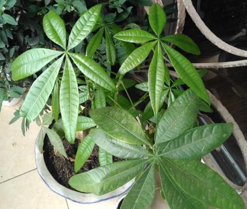 室内养花草总生虫怎么办?舍得做到“这点”,就不用搬出屋了