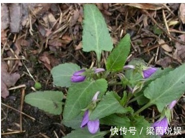 犁头草|以下这种常见的野草,能清热解毒,凉血消肿,清肝明目,你认识吗